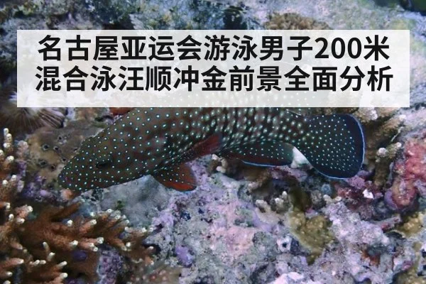 名古屋亚运会游泳男子200米混合泳汪顺冲金前景全面分析